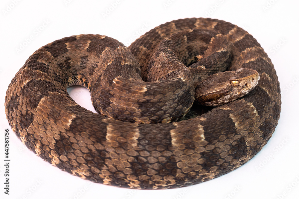 snake in front of background snake in front of background