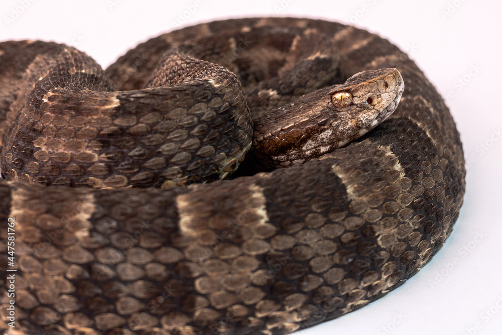 Obraz premium close up of a snake on white