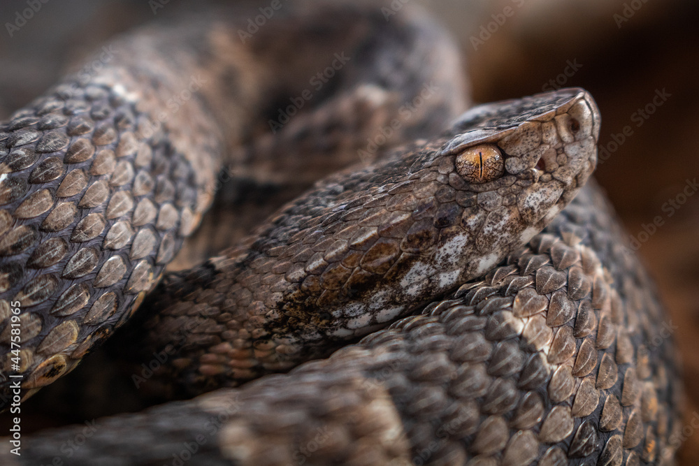 Obraz premium serpent on the ground