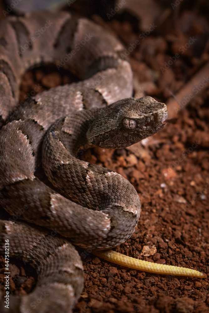 Fototapeta premium serpent on the ground