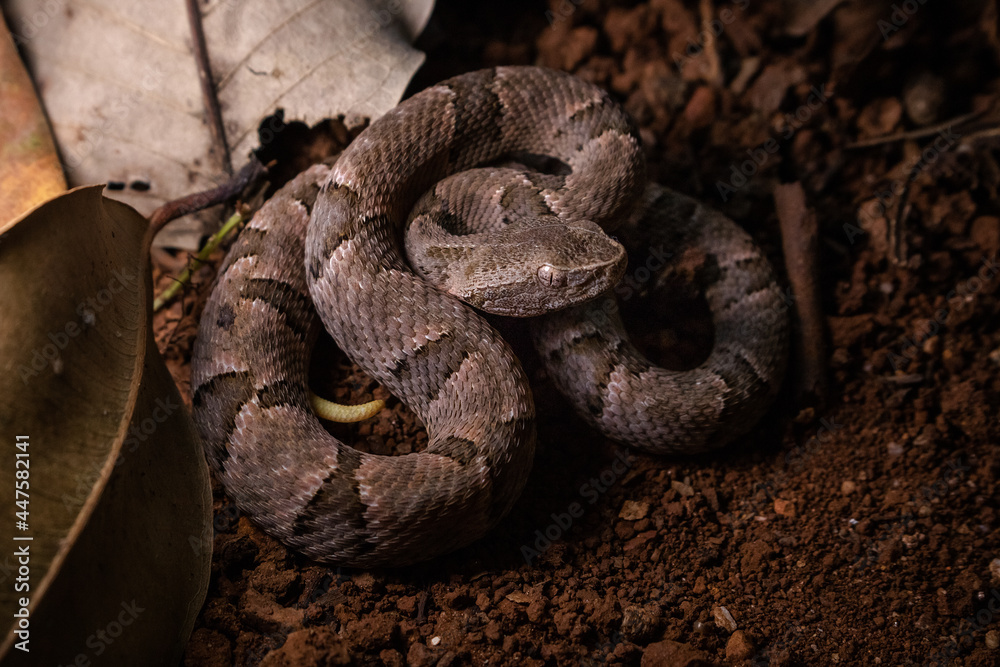 Fototapeta premium serpent on the ground