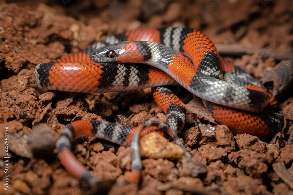 Fototapeta premium close up of a coral snake