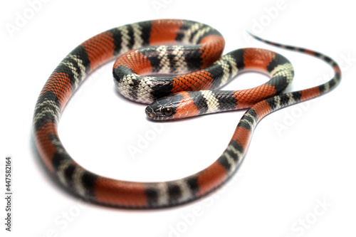 coral snake on withe background