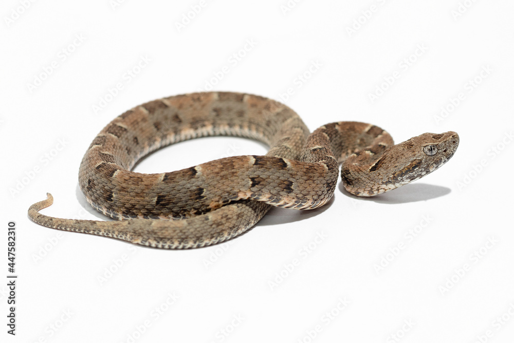 snake on background snake on background