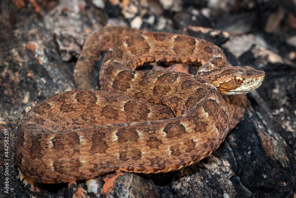 Fototapeta premium red snake