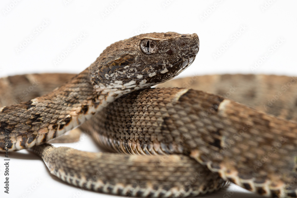close up of a snake close up of a snake