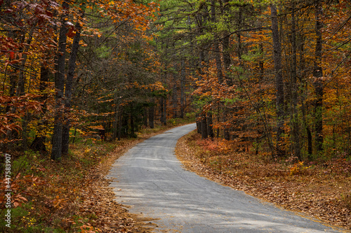 A gravel road curving through an autumn forest during the fall 