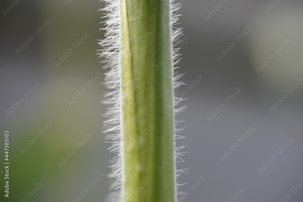 close up of a plant stem root