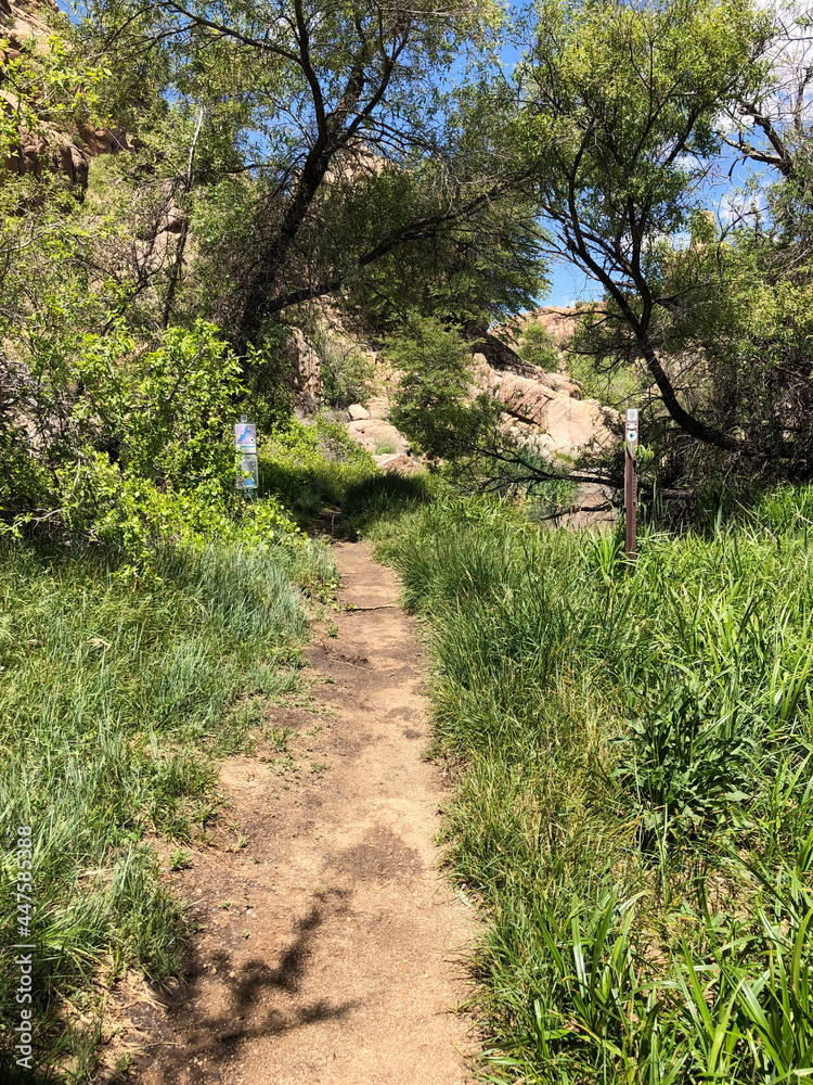Fototapeta premium path in the forest