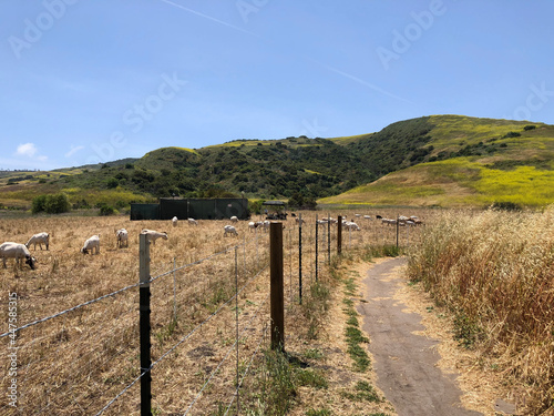 sheep grazing