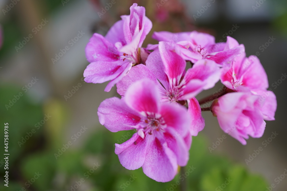close up of a pink and purple flower