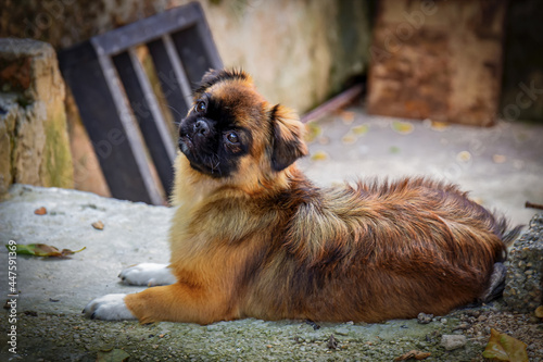 Canvastavla Cute brown Tibetan spaniel dog laying on the ground outside with a curious expre