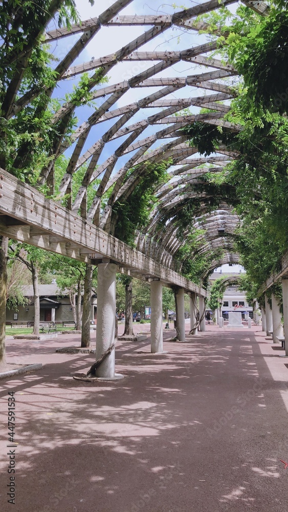 Obraz premium bridge in the park