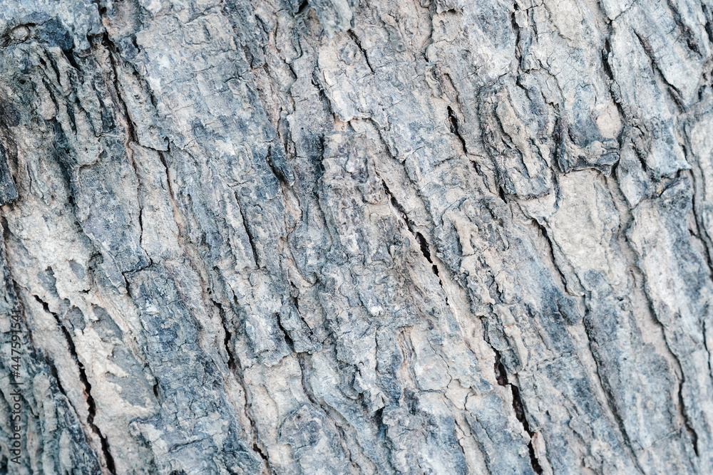 Bark tree background texture Bark tree background texture