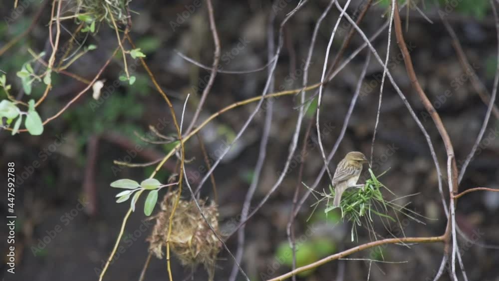 The female bird is ready for the male to breed on the prepared nest. The female bird is ready for the male to breed on the prepared nest.