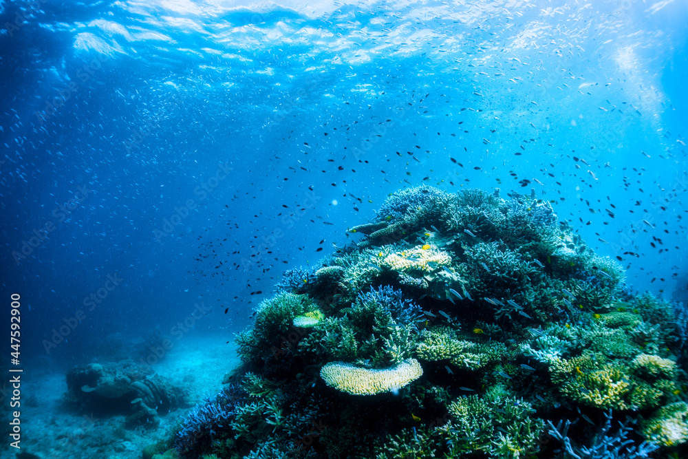 Fototapeta premium 珊瑚と魚と太陽
