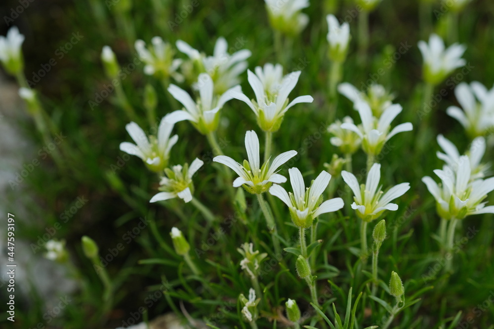 北アルプスのお花畑。 Panoramic view of idyllic mountain scenery in the North Japan Alps with fresh green meadows in bloom 北アルプスのお花畑。 Panoramic view of idyllic mountain scenery in the North Japan Alps with fresh green meadows in bloom