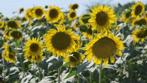Beautiful sunflowers develop in very strong winds. field of bright yellow sunflowers, close view of several of them.