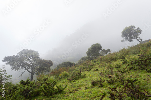 Foggy day in middle of andean mountainn rain forest