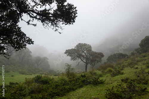 Andean rain forest scene with endemic vegetation and fog 