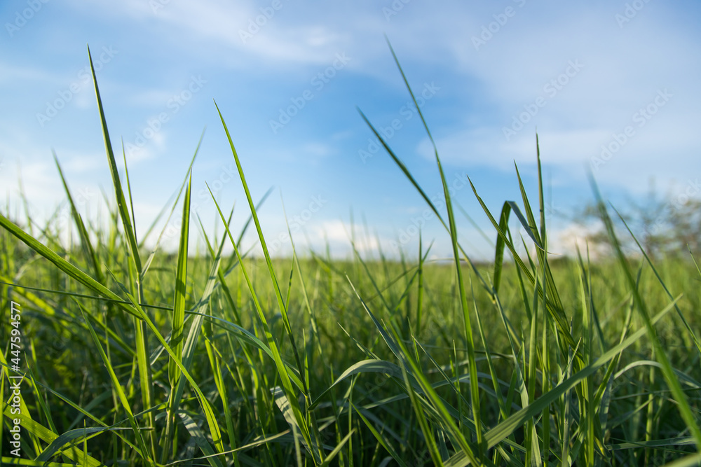 Closeup fresh natural landscape with meadow and blue sky. Spring and summer background. grass background.