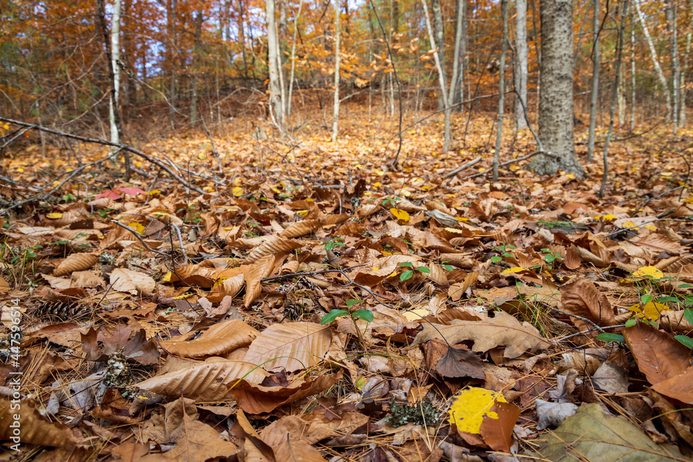 The forest floor during late fall with fallen autumn leaves on the ground