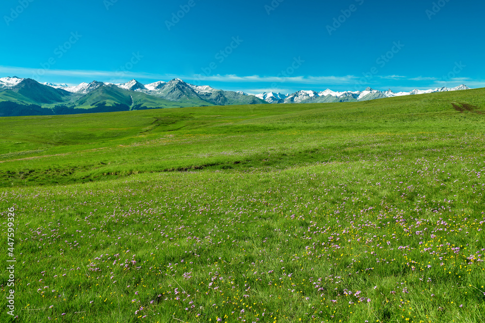 The wild folwers of Kalajun grassland of Yili of Xinjiang, China. The wild folwers of Kalajun grassland of Yili of Xinjiang, China.