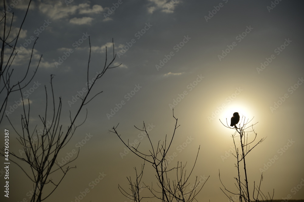 Obraz premium Sunset and bird