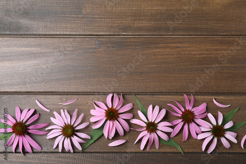 Beautiful blooming echinacea flowers  petals and leaves on wooden table  flat lay. Space for text