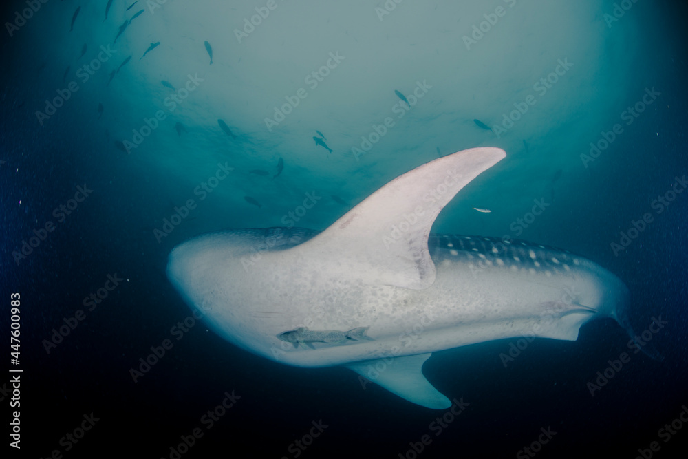 ジンベイザメ 海 水中写真 コバンザメ Stock 写真 Adobe Stock