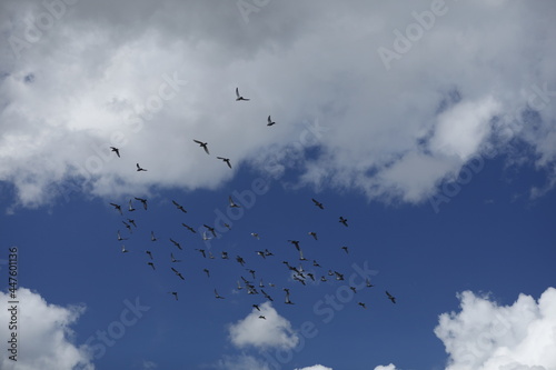 nature, bird and sky