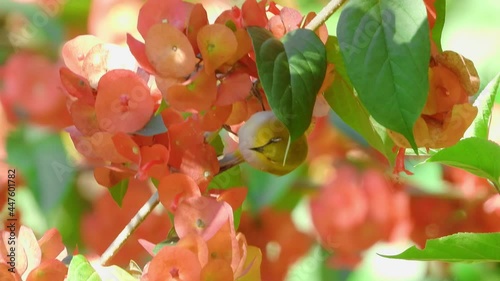 Oriental White-eye, the nature bird with flower.