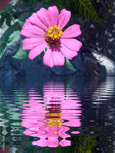 pink water lily