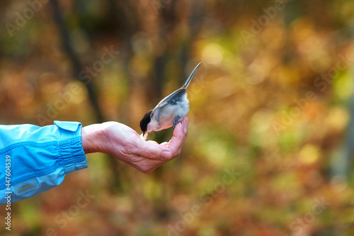 In tit Parus montanus sedet mulier brachium in lucida apricis autumnus die. photo