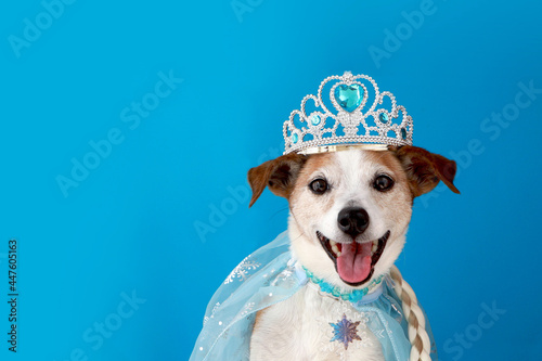 Dog pet in princess costume blue background. Jack russell terrier dog in princess costume with braid and cloak. Pampered princess pooch wearing a pale tulle and bejewelled. Party, halloween, etc blue  photo