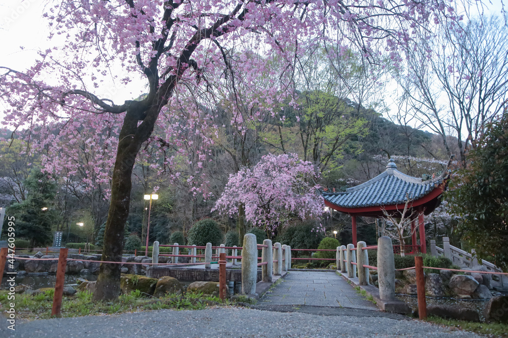 早朝の中華風庭園の桜の風景