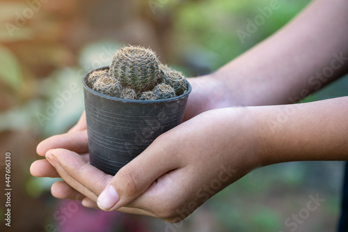 Cactus flowers in a beautiful nursery are in full bloom. Cactus with flower, in a brown pot on nature background.