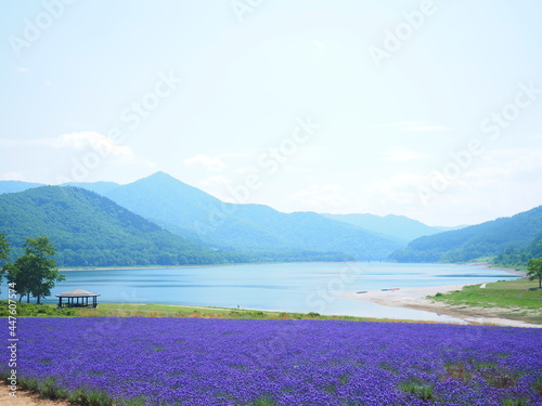 北海道の絶景 南富良野町かなやま湖ラベンダー園