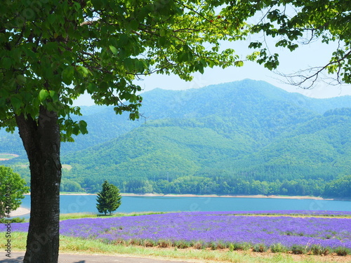 北海道の絶景 南富良野町かなやま湖ラベンダー園