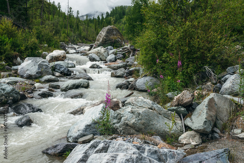 Fotografia Beautiful scenery with small pink flowers of fireweed among boulders and stones near powerful mountain river