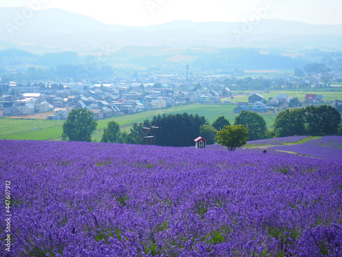 北海道の絶景 上富良野町 日の出公園ラベンダー園