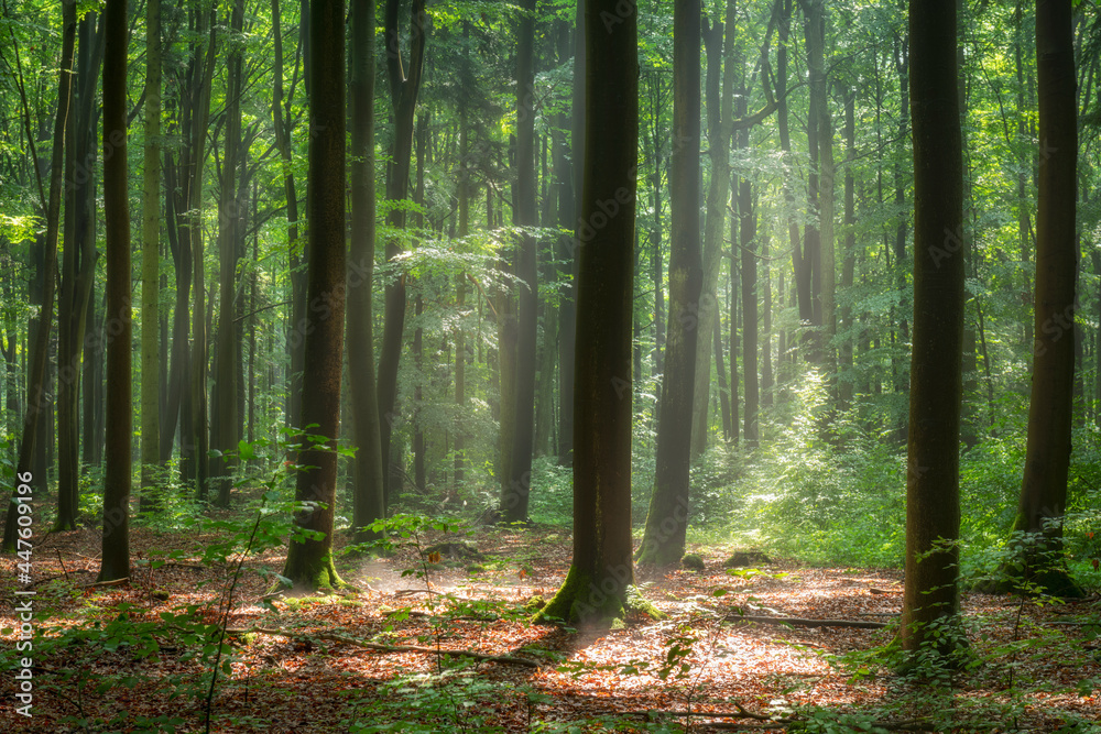 Obraz premium morning in the green forest