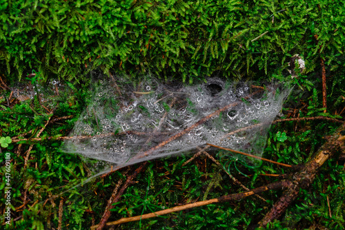 Spinnennetz mit Wassertropfen photo