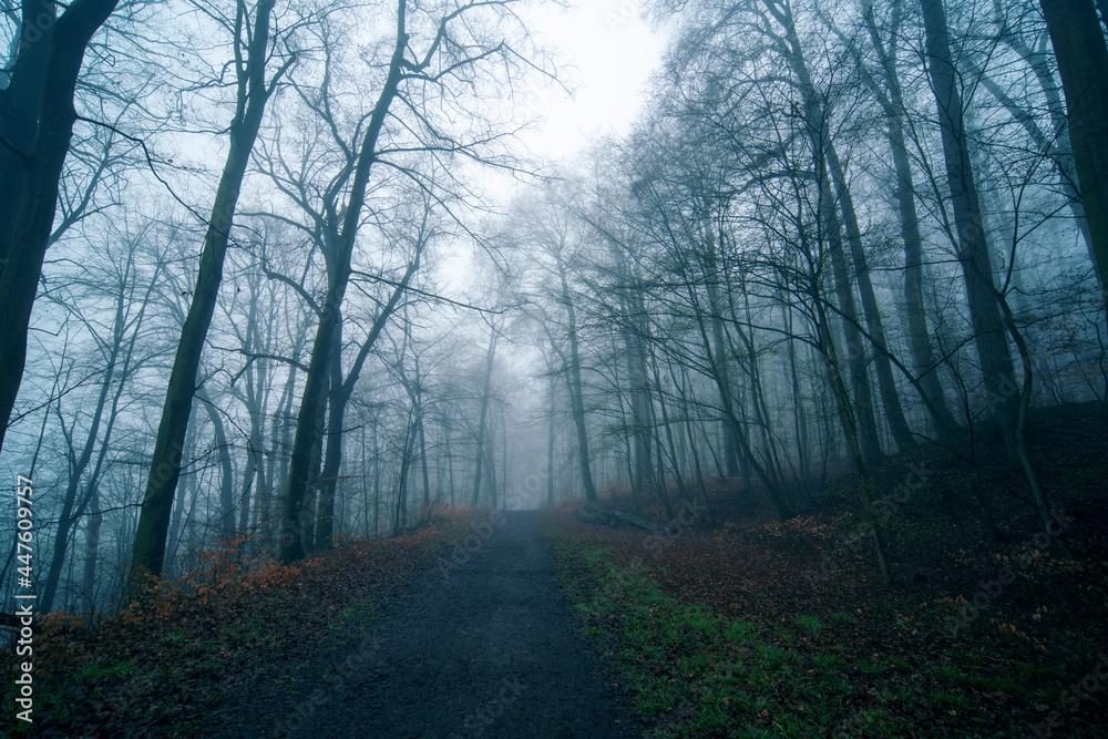 Autumn forest on foggy night