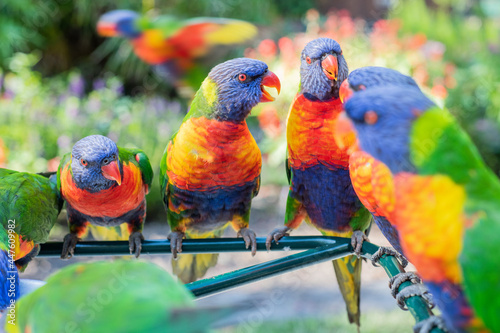 Bilde på lerret Group of colourful lorikeets in Australia all chatting together while the camera focuses on a particularly lively lorikeet bird