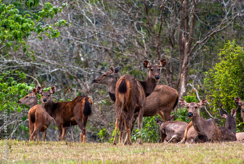 A group of deers in the forest © gnomeandi