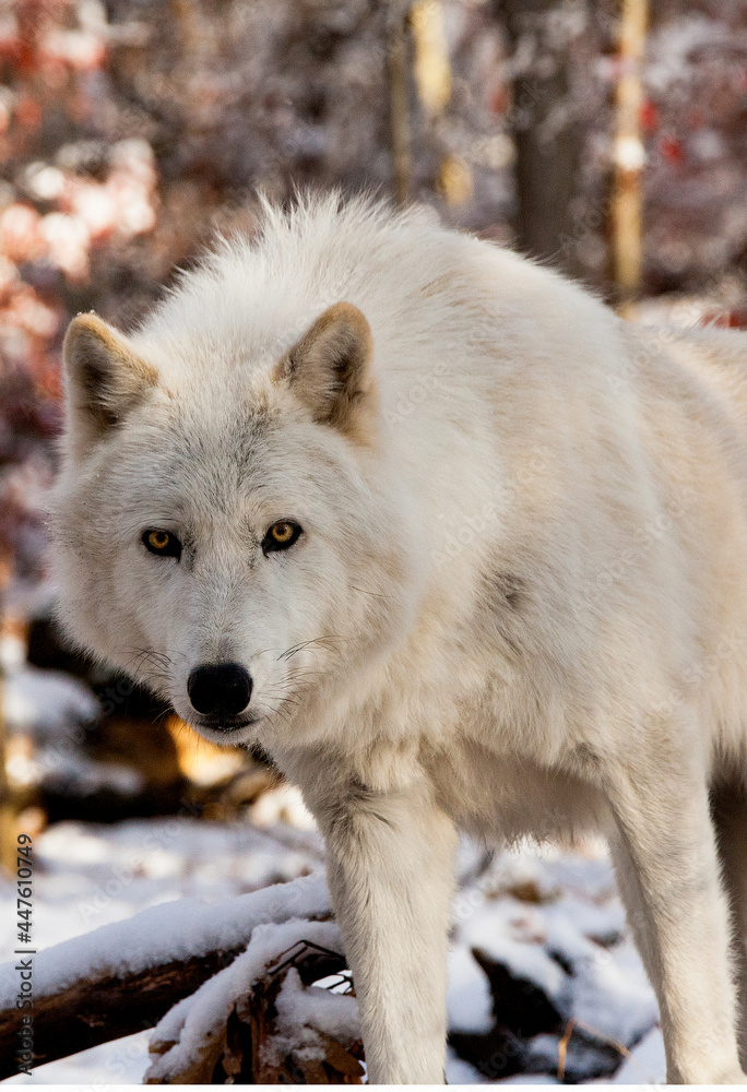 Obraz premium Penetrating Stare - America's heritage and folklore is brought to life with tales of the wolf 