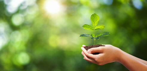 hand holding young plant on blur green nature background. concept eco earth day