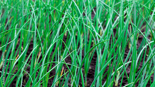 Spring onions growing in vegetable garden, young spring onions   © VP