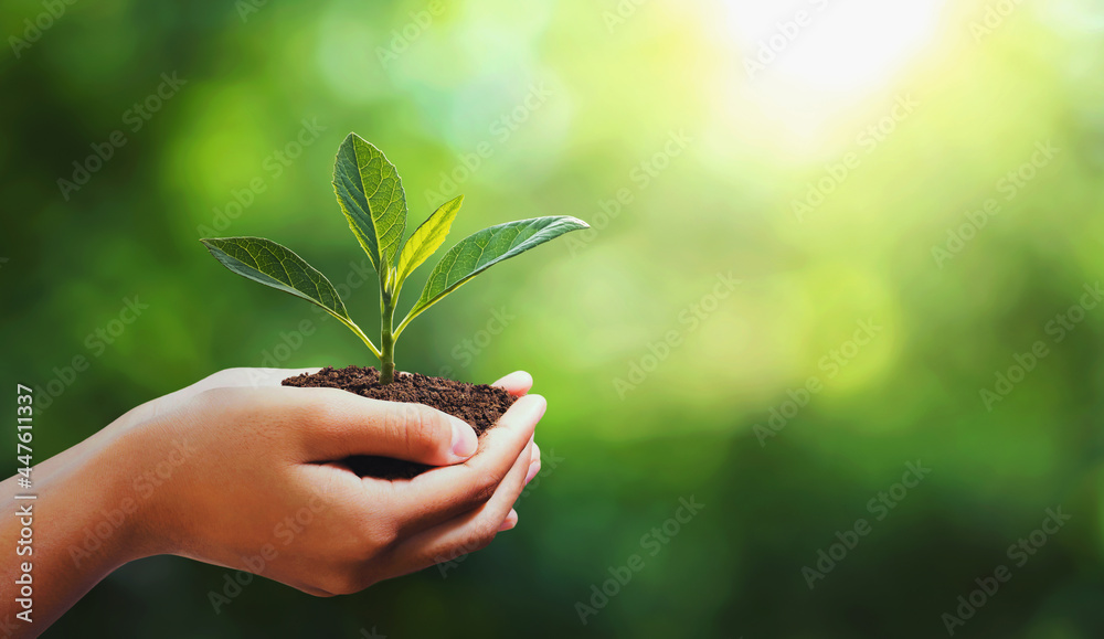hand holding young plant on blur green nature background. concept eco ...